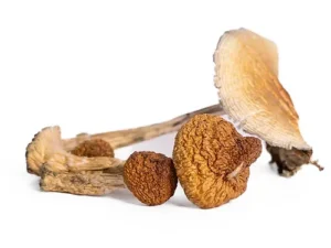 Golden Teacher Magic Mushrooms Delivery