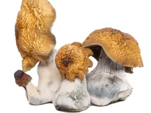 Melmac Magic Mushrooms Delivery in NJ