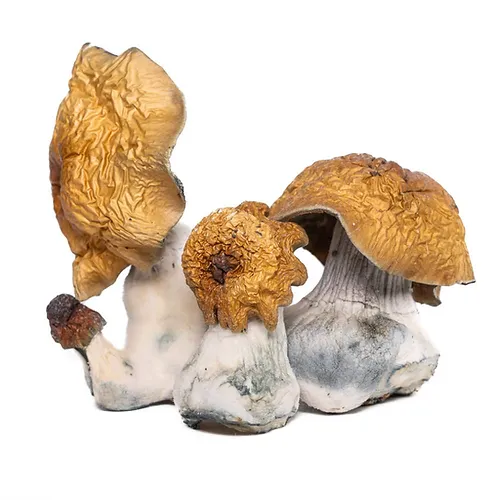 Melmac Magic Mushrooms Delivery in NJ