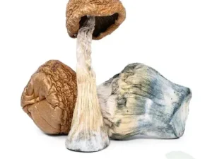 Malabar Magic Mushrooms Delivery NJ