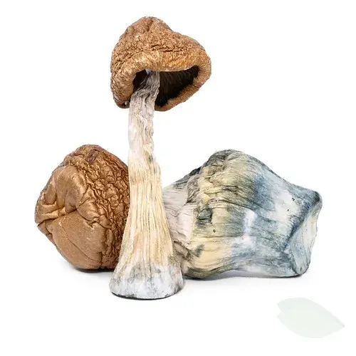 Malabar Magic Mushrooms Delivery NJ